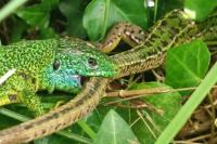 Lacerta bilineata
