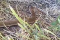 Zamenis longissimus