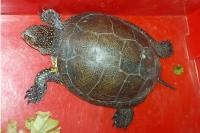 Emys orbicularis