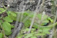 Lacerta bilineata