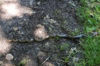 Zamenis longissimus