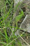 Lacerta bilineata