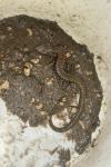 Podarcis muralis