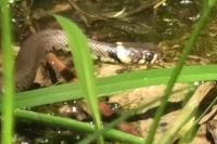 Natrix helvetica