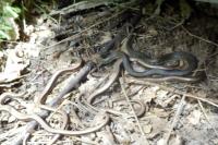 Anguis fragilis