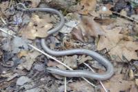Anguis fragilis