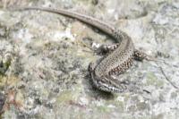 Podarcis muralis