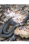 Natrix helvetica