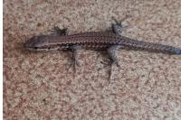 Podarcis muralis