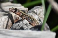 Podarcis muralis