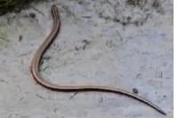 Anguis fragilis