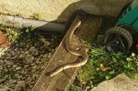 Zamenis longissimus