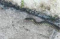 Hierophis viridiflavus