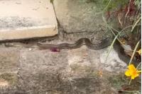 Zamenis longissimus