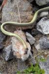 Hierophis viridiflavus