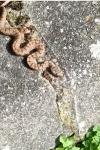 Vipera aspis
