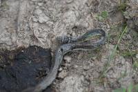 Hierophis viridiflavus