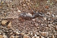 Vipera aspis