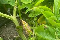 Lacerta bilineata