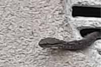 Vipera aspis