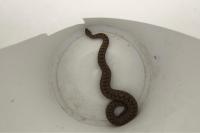 Vipera aspis