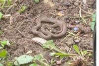 Zamenis longissimus