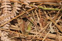 Lacerta agilis