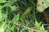 Lacerta bilineata