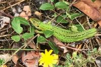 Lacerta bilineata