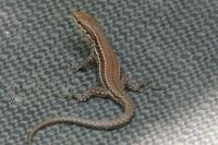 Podarcis muralis