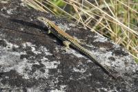 Podarcis muralis