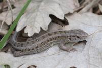 Lacerta agilis