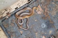 Zamenis longissimus