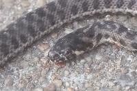 Natrix maura