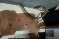 Hierophis viridiflavus