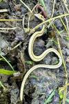 Anguis fragilis