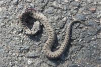 Vipera aspis