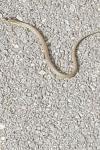 Hierophis viridiflavus