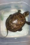Emys orbicularis