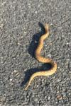 Vipera aspis