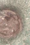 Vipera aspis