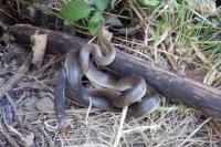 Zamenis longissimus