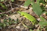 Lacerta bilineata
