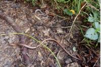 Anguis fragilis