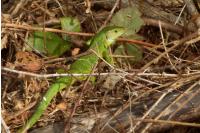 Lacerta bilineata