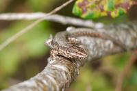 Podarcis muralis