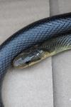 Zamenis longissimus