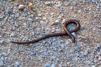 Anguis fragilis