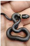 Natrix helvetica