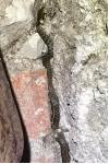 Zamenis longissimus
